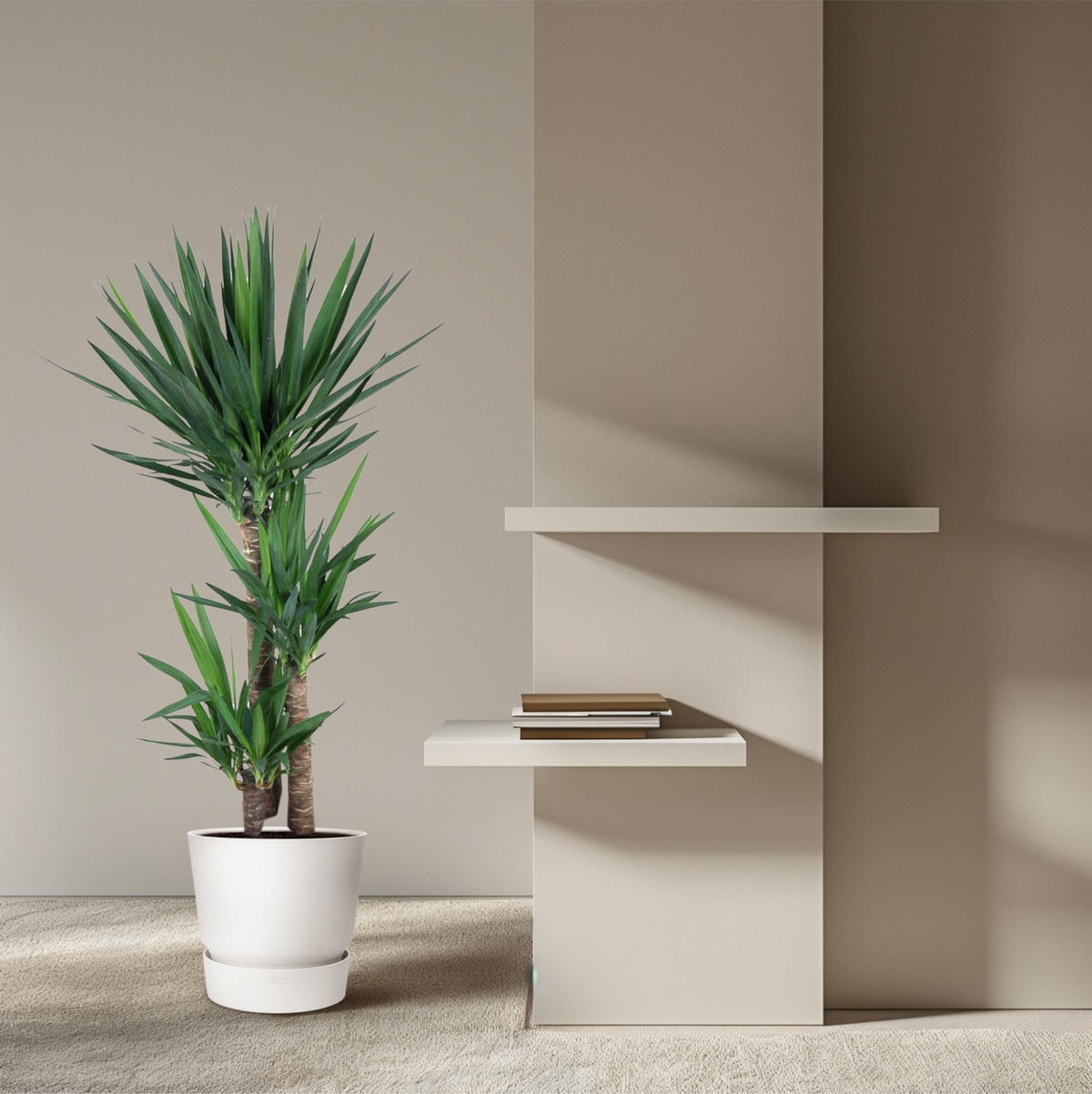 Yucca Elephantipe - 140 cm - Forestbloom