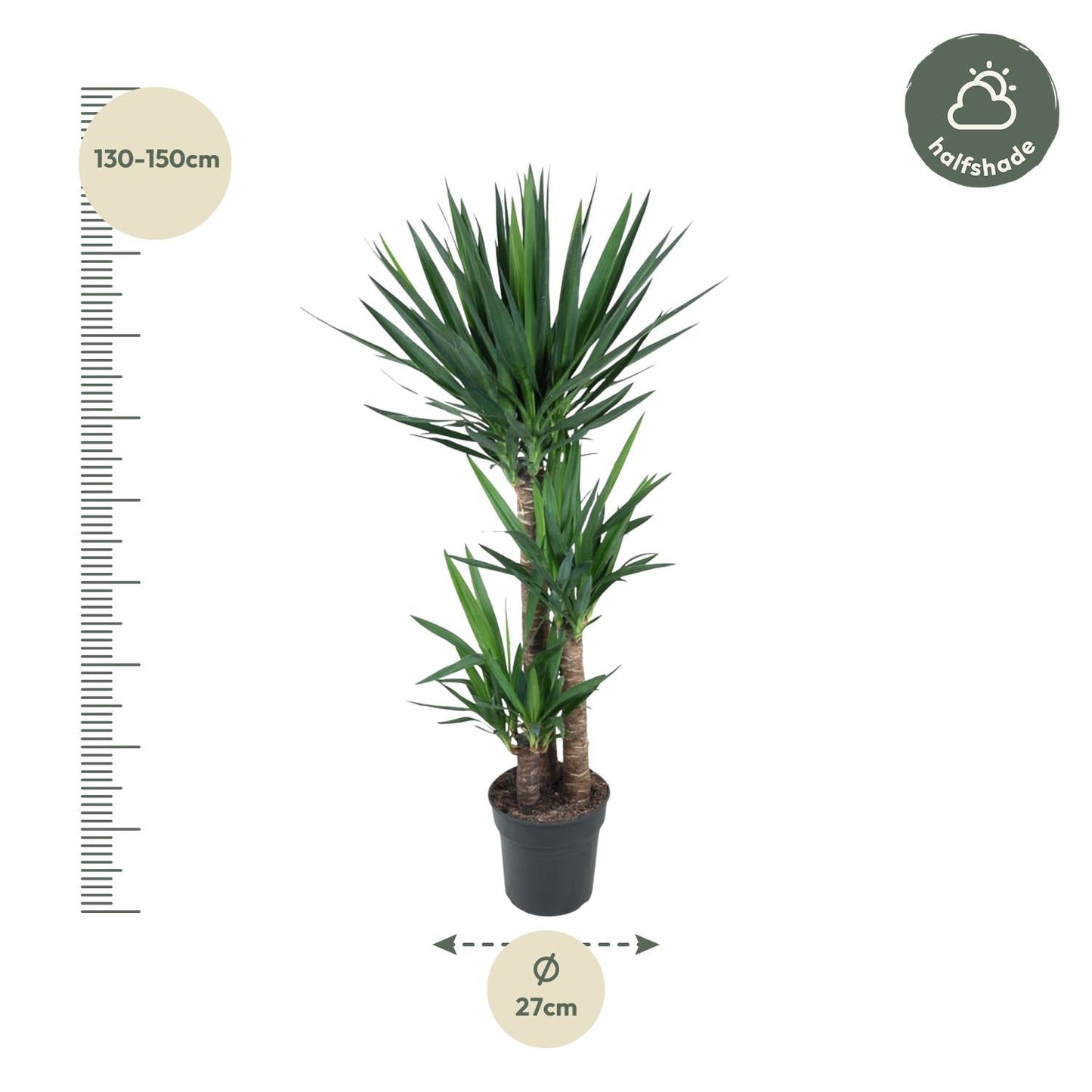 Yucca Elephantipe - 140 cm - Forestbloom