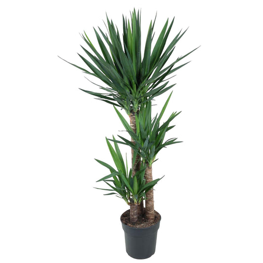 Yucca Elephantipe - 140 cm - Forestbloom