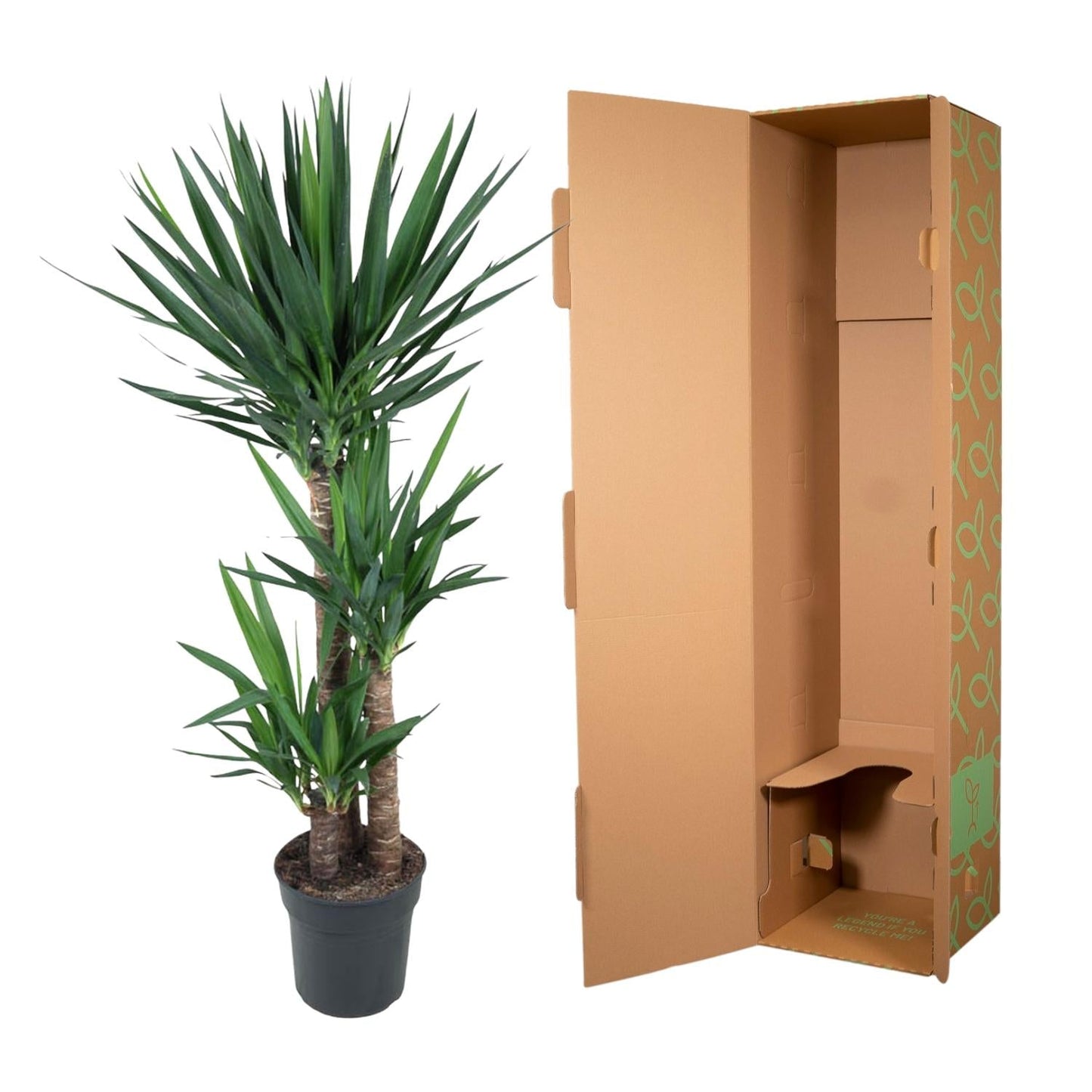 Yucca Elephantipe - 140 cm - Forestbloom