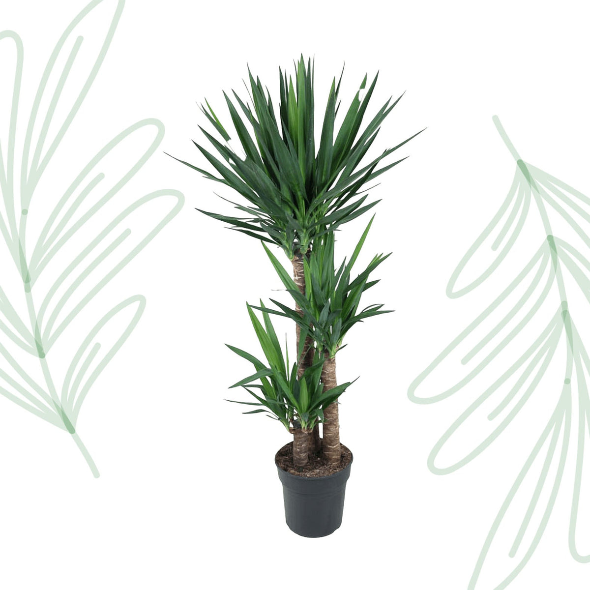 Yucca Elephantipe - 140 cm - Forestbloom