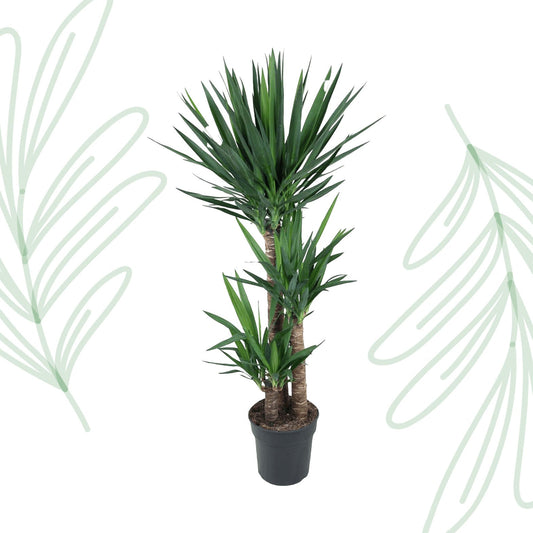 Yucca Elephantipe - 140 cm - Forestbloom