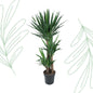 Yucca Elephantipe - 140 cm - Forestbloom