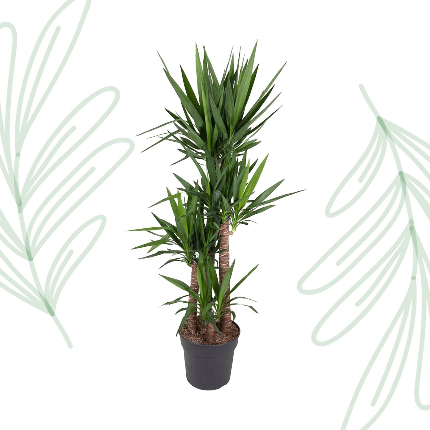 Yucca Elephantipe - 180 cm - Forestbloom