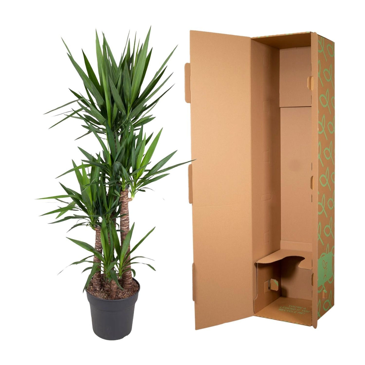 Yucca Elephantipe - 180 cm - Forestbloom