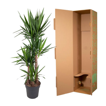 Yucca Elephantipe - 180 cm - Forestbloom