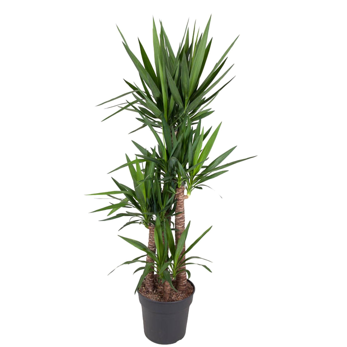 Yucca Elephantipe - 180 cm - Forestbloom