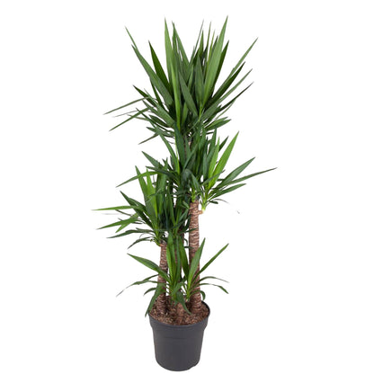 Yucca Elephantipe - 180 cm - Forestbloom