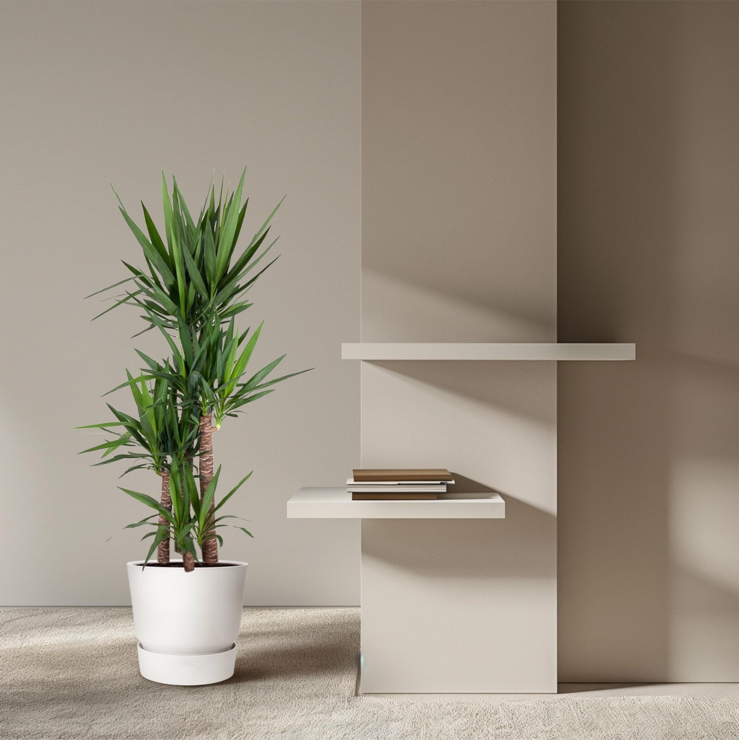 Yucca Elephantipe - 180 cm - Forestbloom