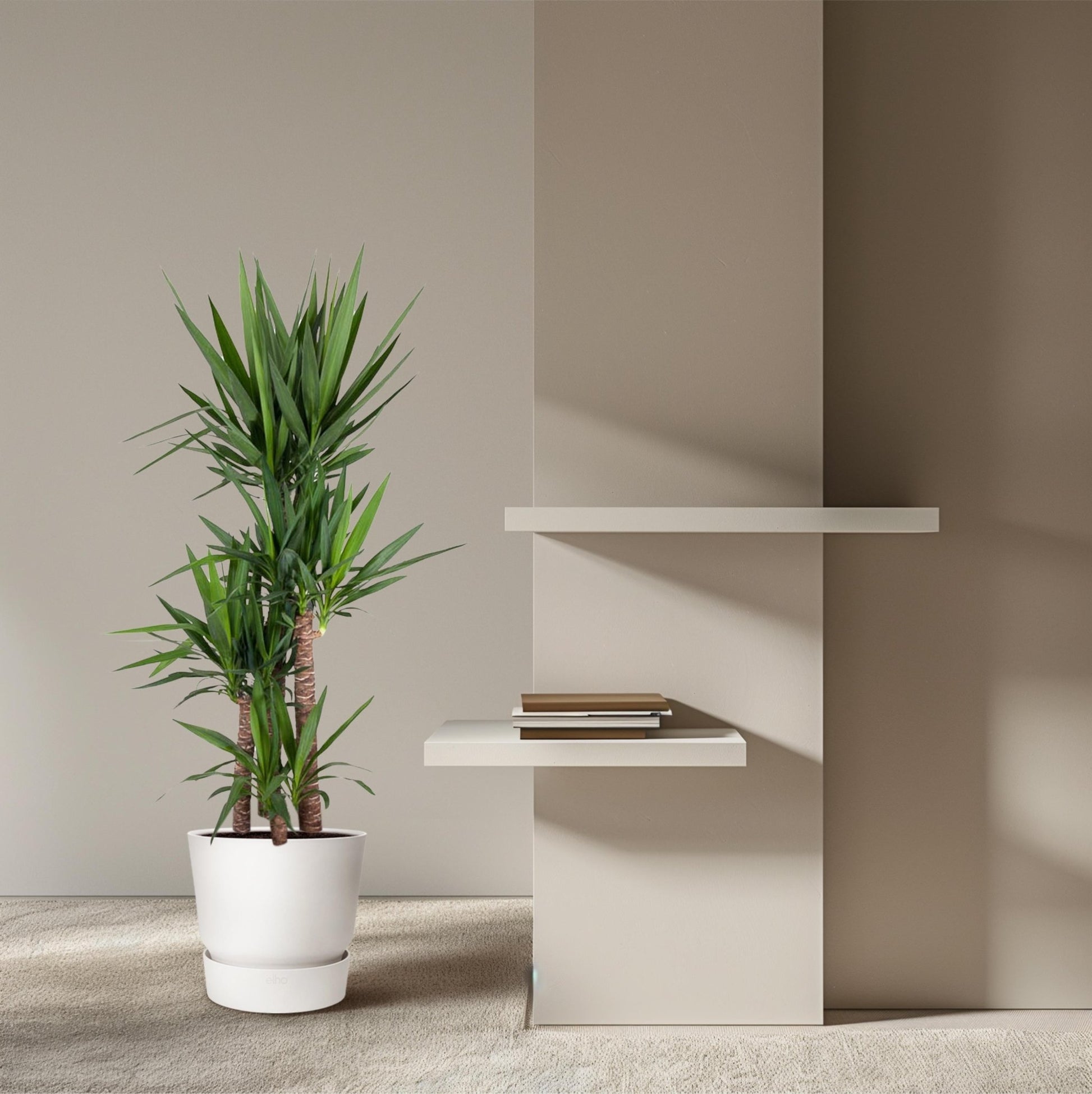Yucca Elephantipe - 180 cm - Forestbloom