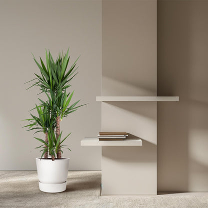 Yucca Elephantipe - 180 cm - Forestbloom