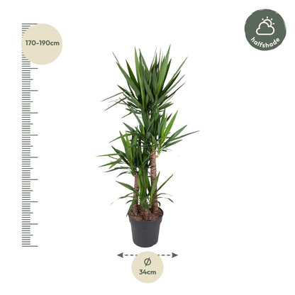 Yucca Elephantipe - 180 cm - Forestbloom