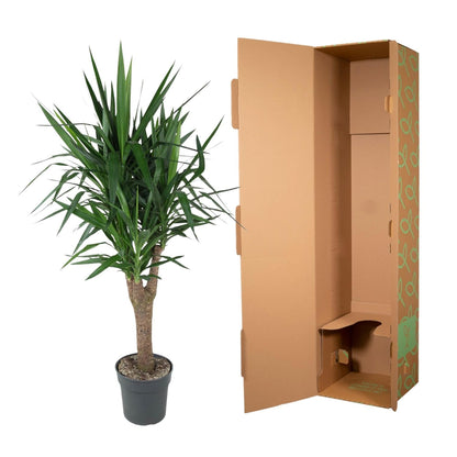 Yucca Elephantipe vertakt - 150 cm - Forestbloom