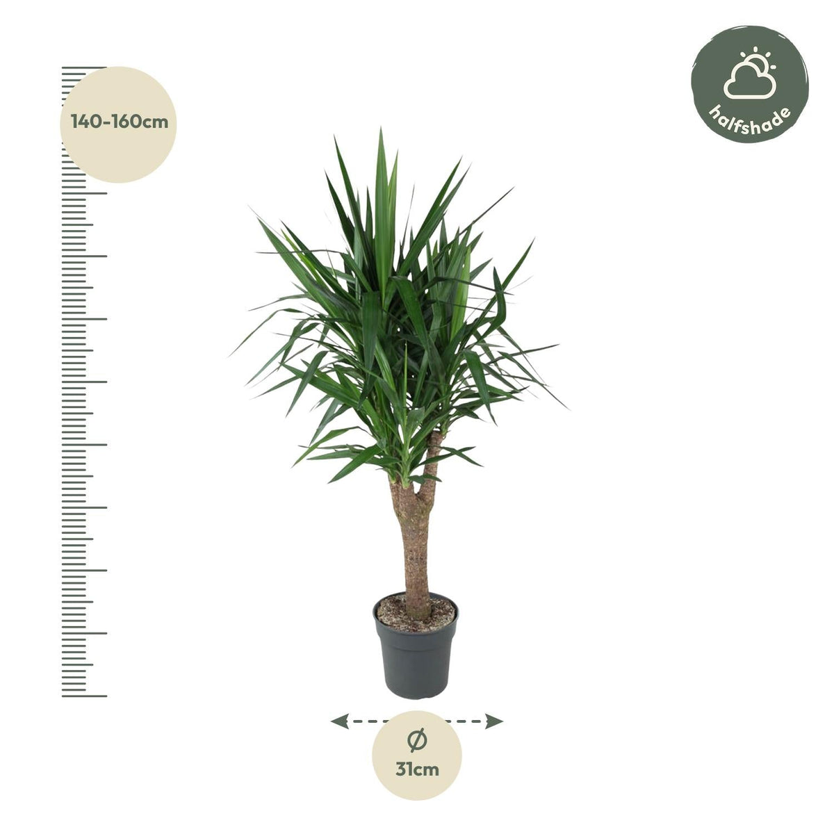 Yucca Elephantipe vertakt - 150 cm - Forestbloom