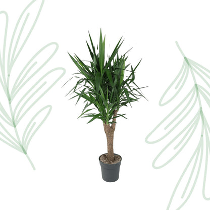 Yucca Elephantipe vertakt - 150 cm - Forestbloom