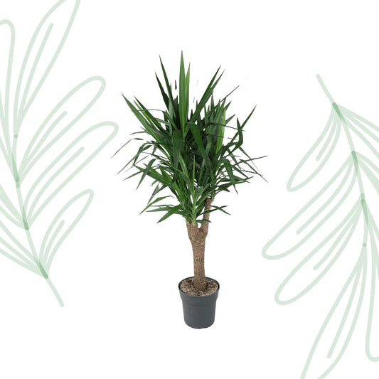 Yucca Elephantipe vertakt - 150 cm - Forestbloom