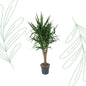 Yucca Elephantipe vertakt - 150 cm - Forestbloom