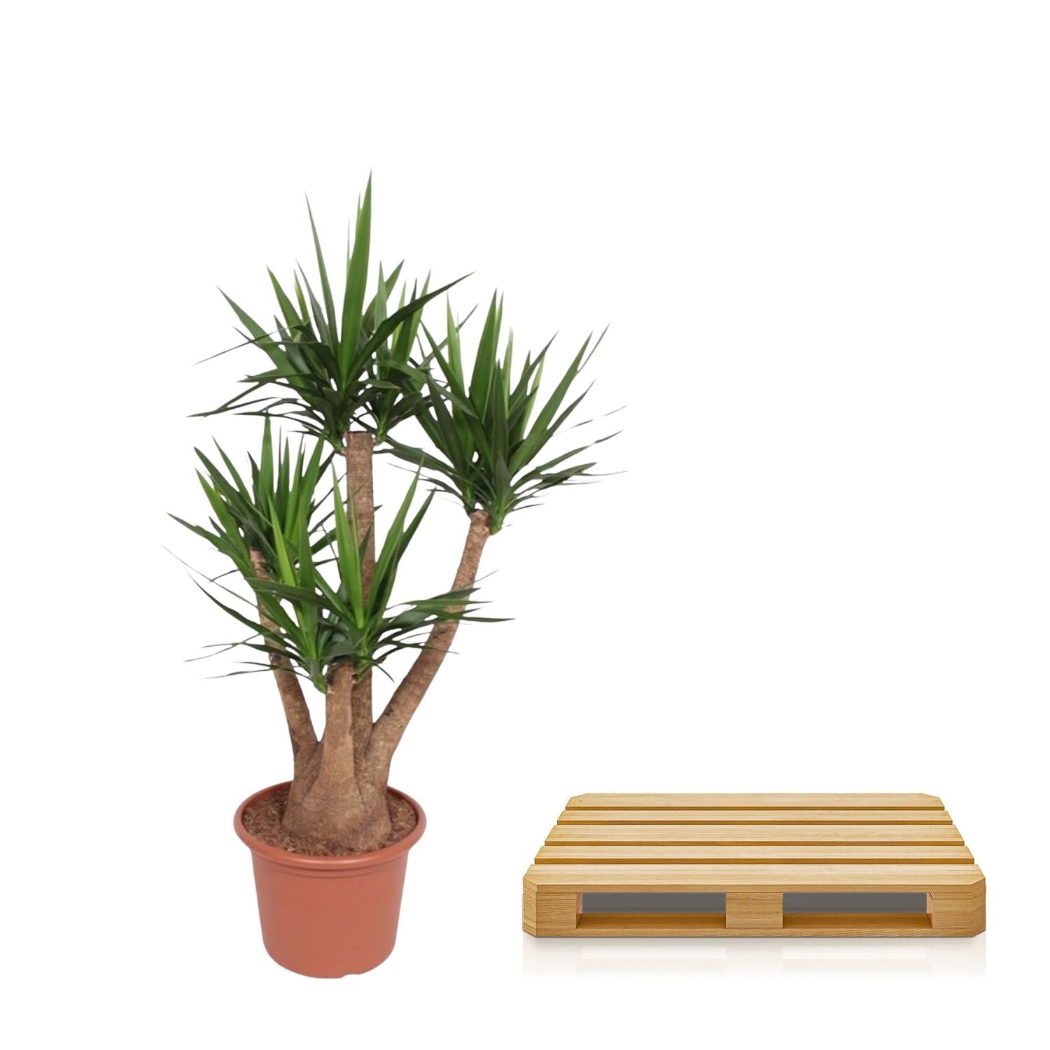 Yucca Elephantipes vertakt - 170 cm - Forestbloom