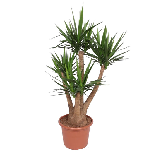 Yucca Elephantipes vertakt - 170 cm - Forestbloom