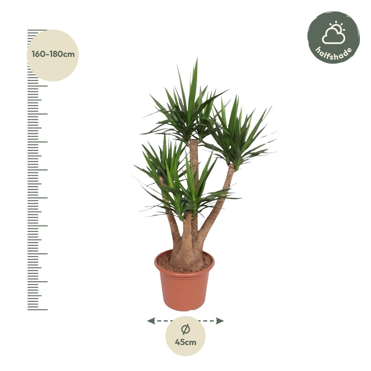 Yucca Elephantipes vertakt - 170 cm - Forestbloom