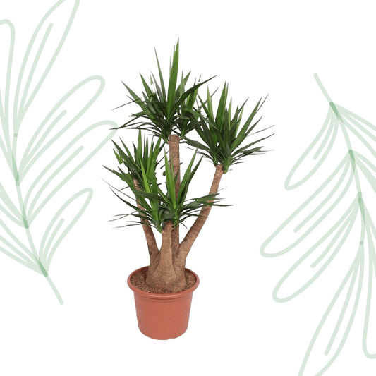 Yucca Elephantipes vertakt - 170 cm - Forestbloom