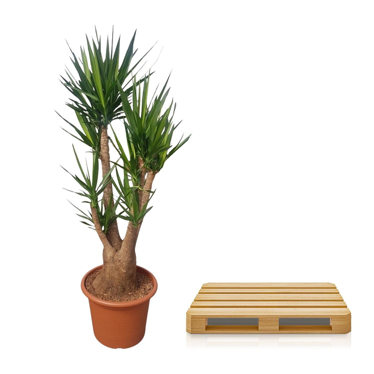 Yucca Elephantipes vertakt - 190 cm - Forestbloom