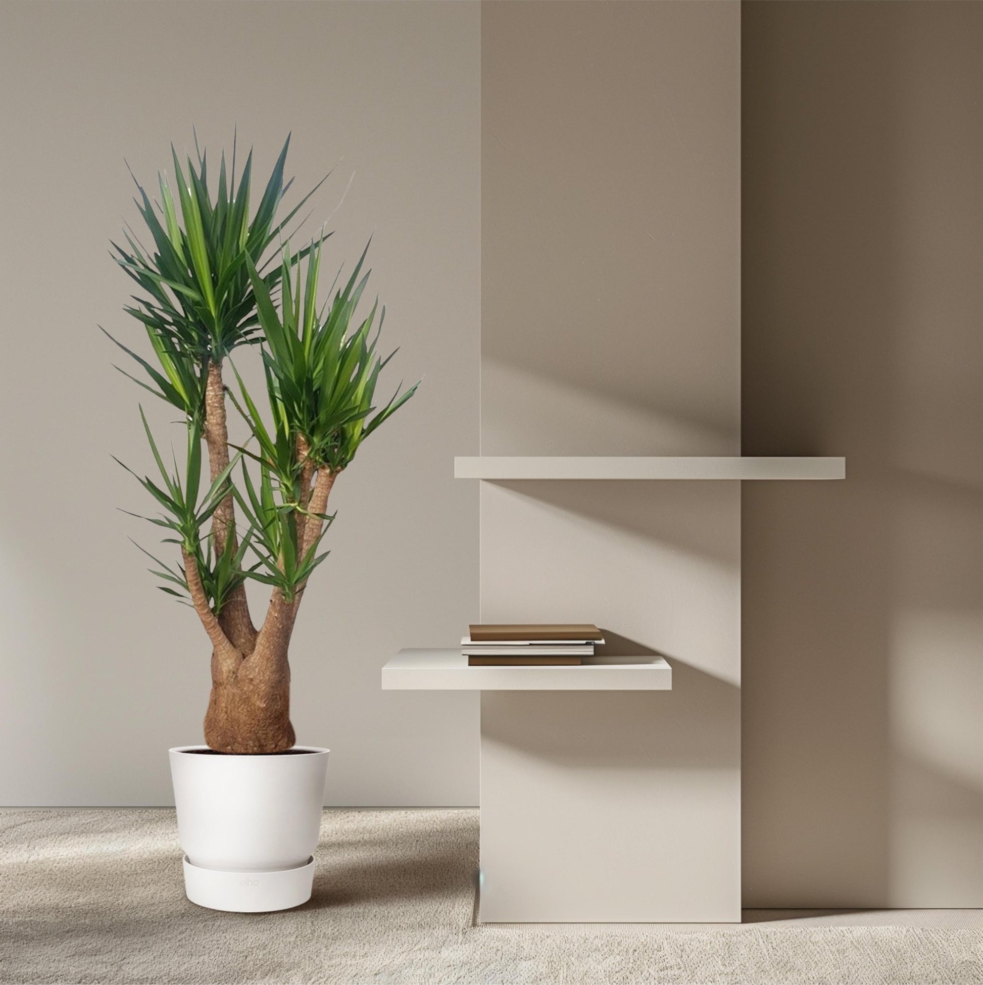 Yucca Elephantipes vertakt - 190 cm - Forestbloom