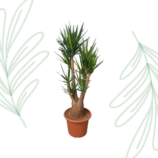 Yucca Elephantipes vertakt - 190 cm - Forestbloom