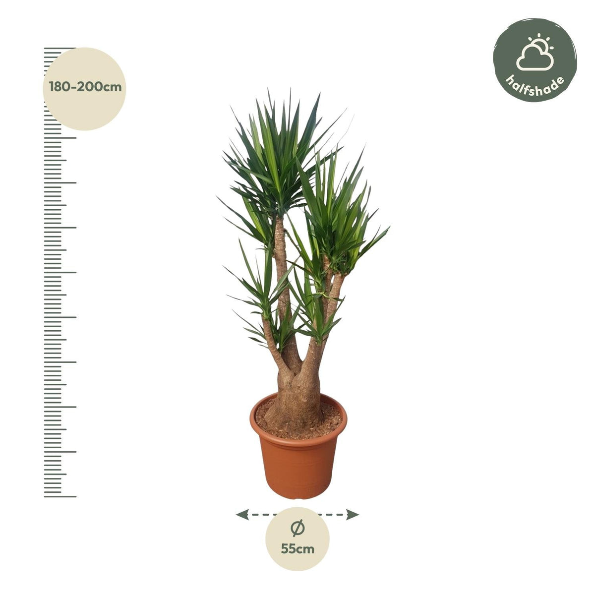 Yucca Elephantipes vertakt - 190 cm - Forestbloom