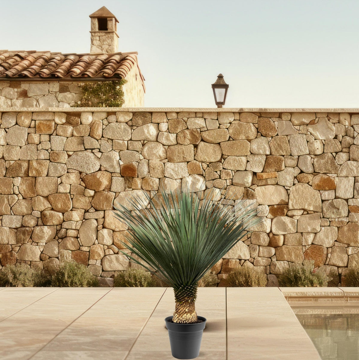 Yucca Rostrata - 100-120 cm - Forestbloom
