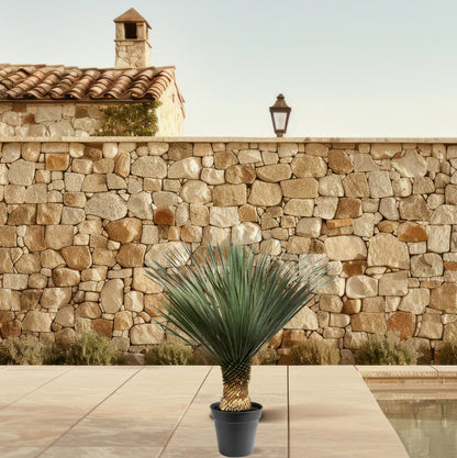 Yucca Rostrata - 100-120 cm - Forestbloom