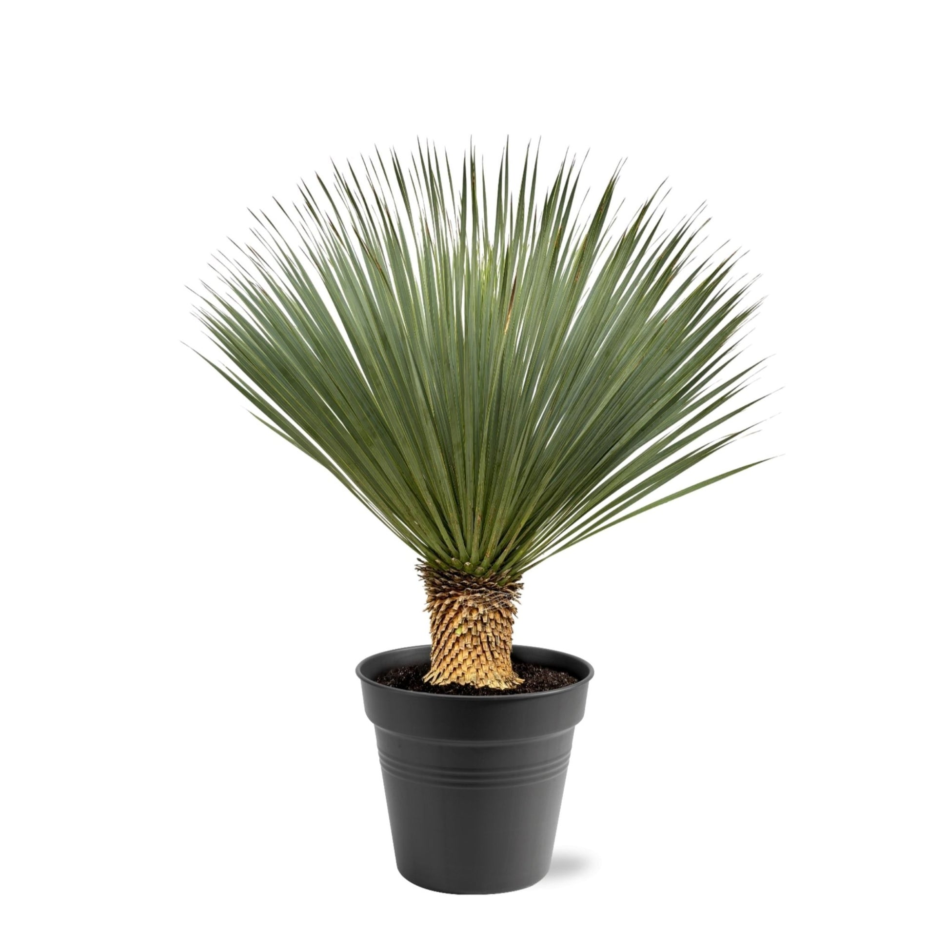 Yucca Rostrata - 100-120 cm - Forestbloom