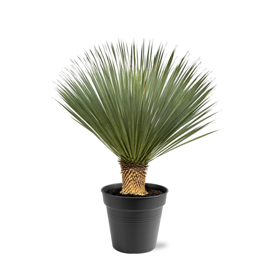 Yucca Rostrata - 100-120 cm - Forestbloom