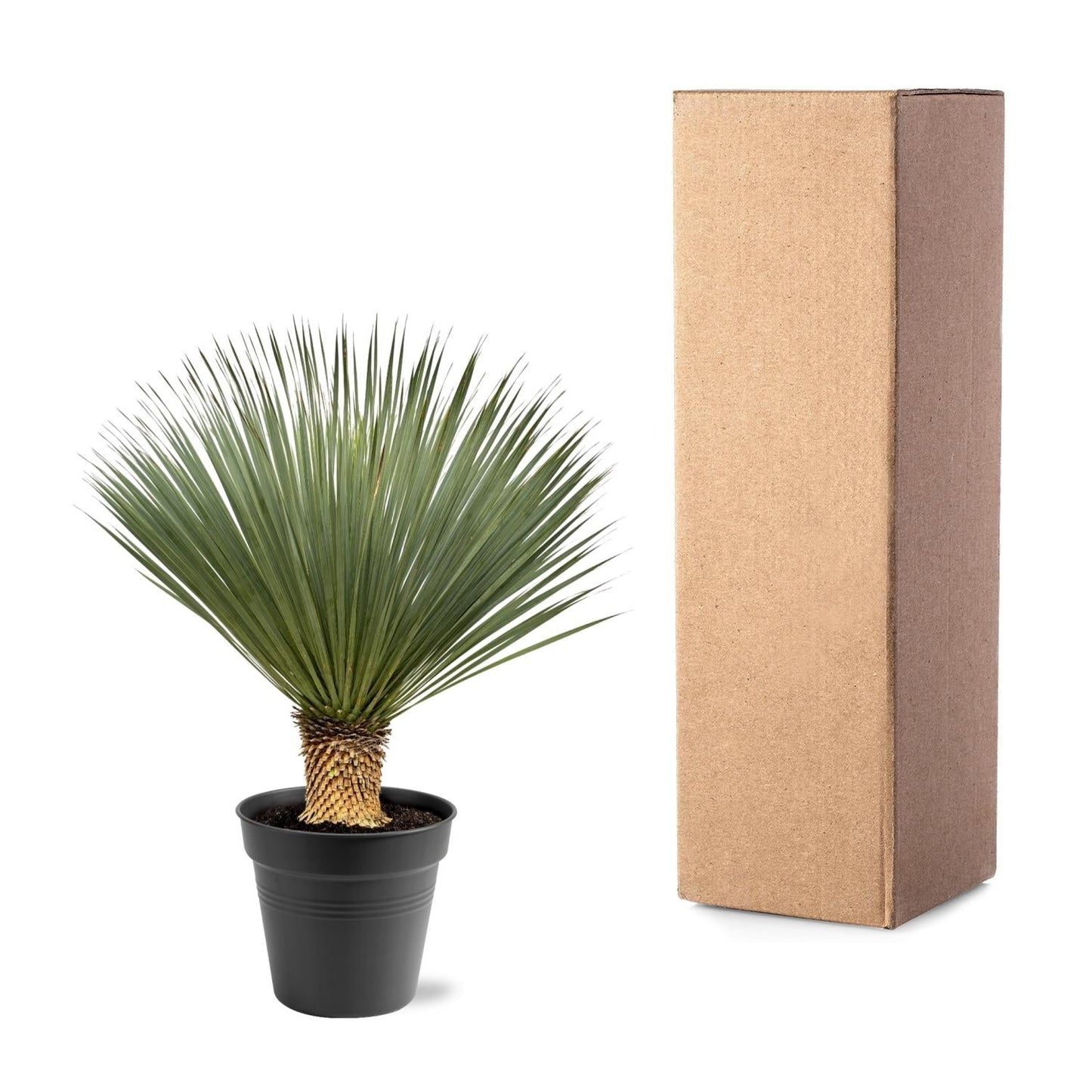 Yucca Rostrata - 100-120 cm - Forestbloom