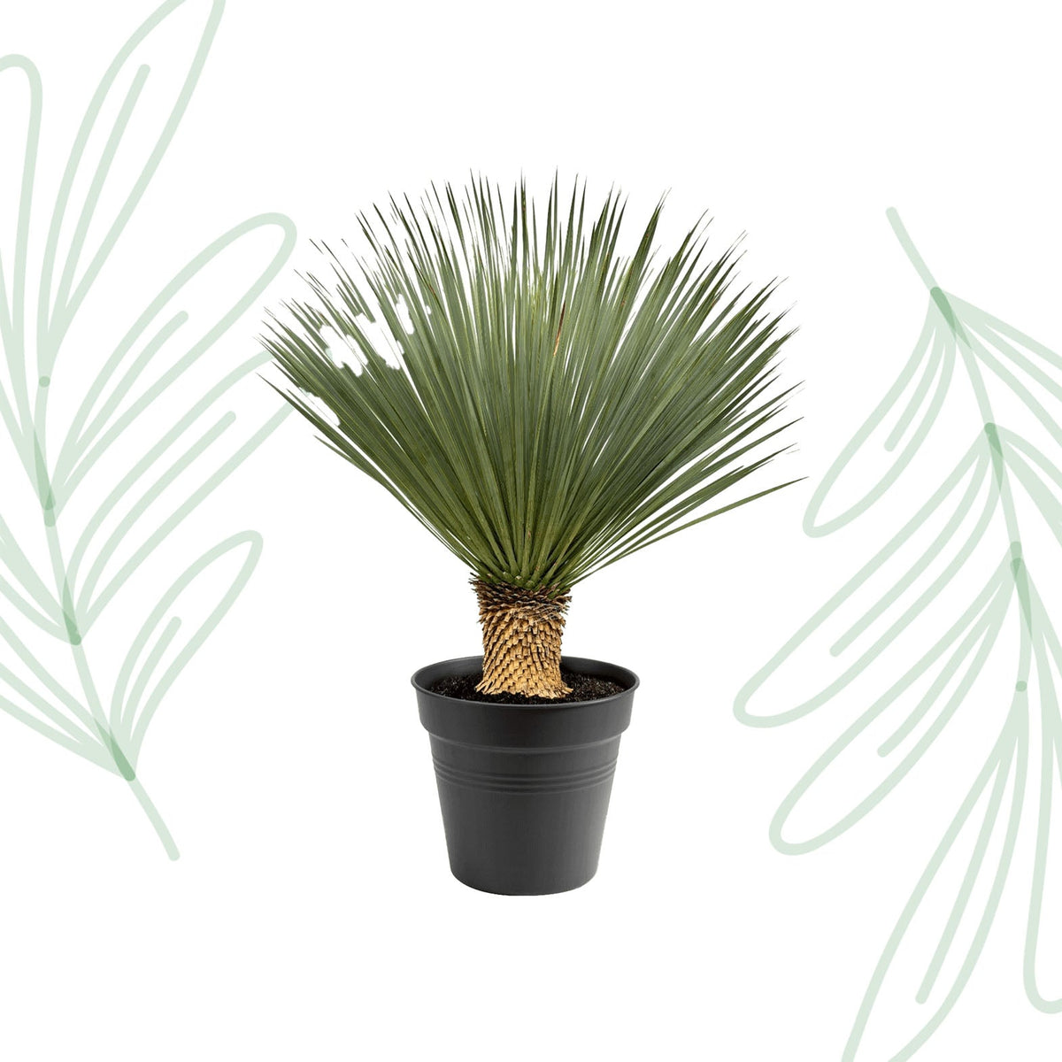 Yucca Rostrata - 100-120 cm - Forestbloom