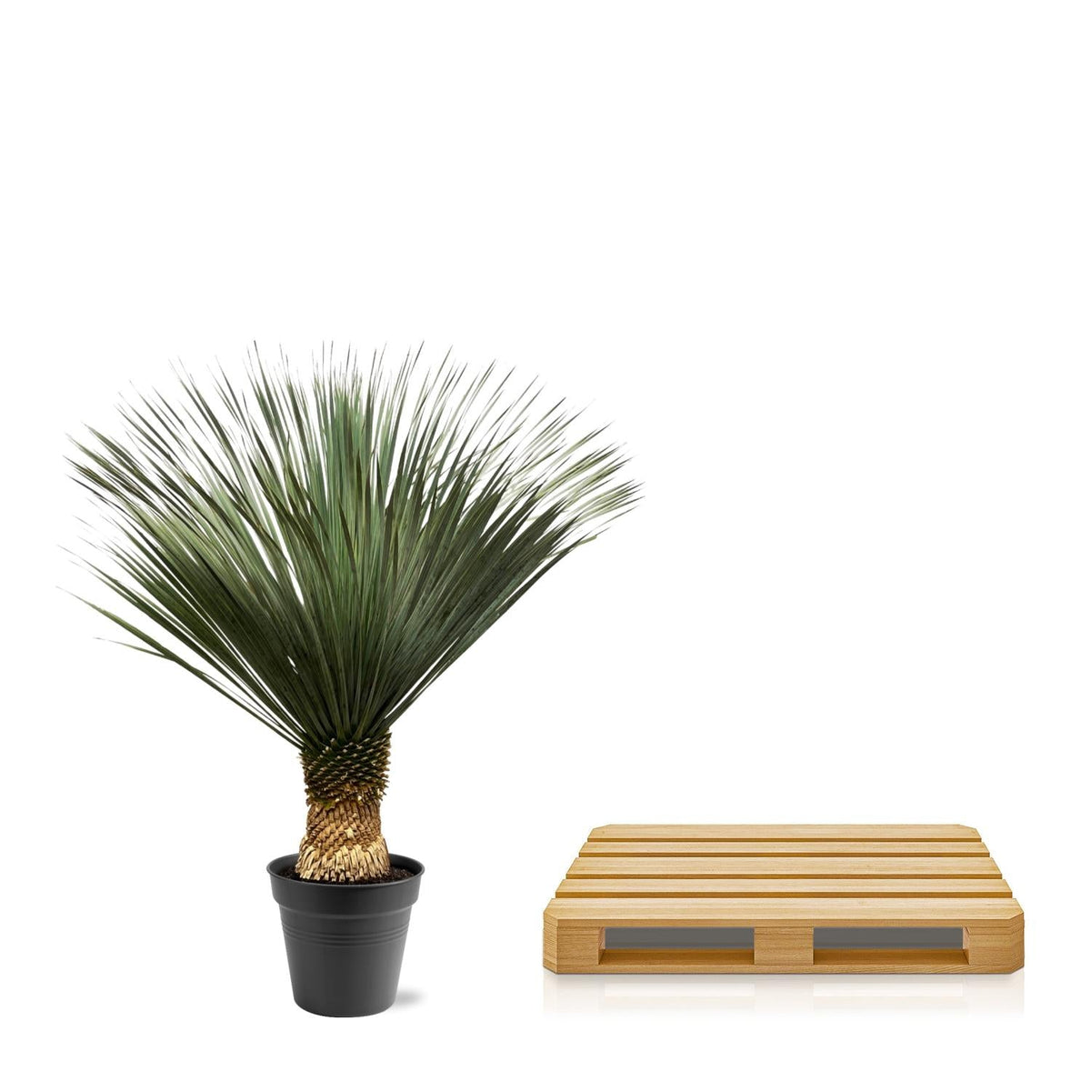 Yucca Rostrata - 130-150 cm - Forestbloom