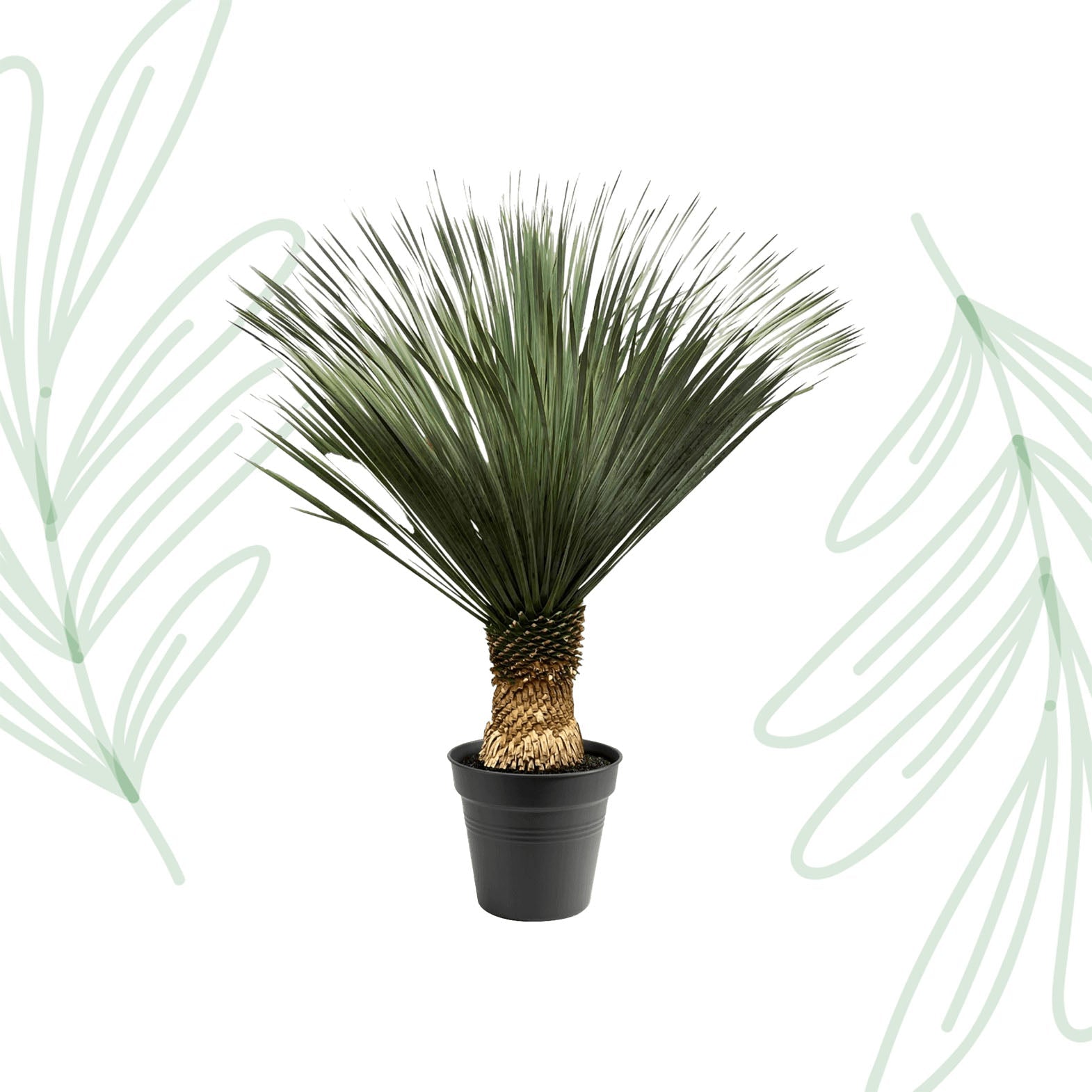 Yucca Rostrata - 130-150 cm - Forestbloom