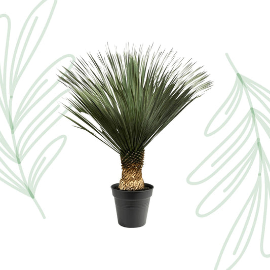 Yucca Rostrata - 130-150 cm - Forestbloom