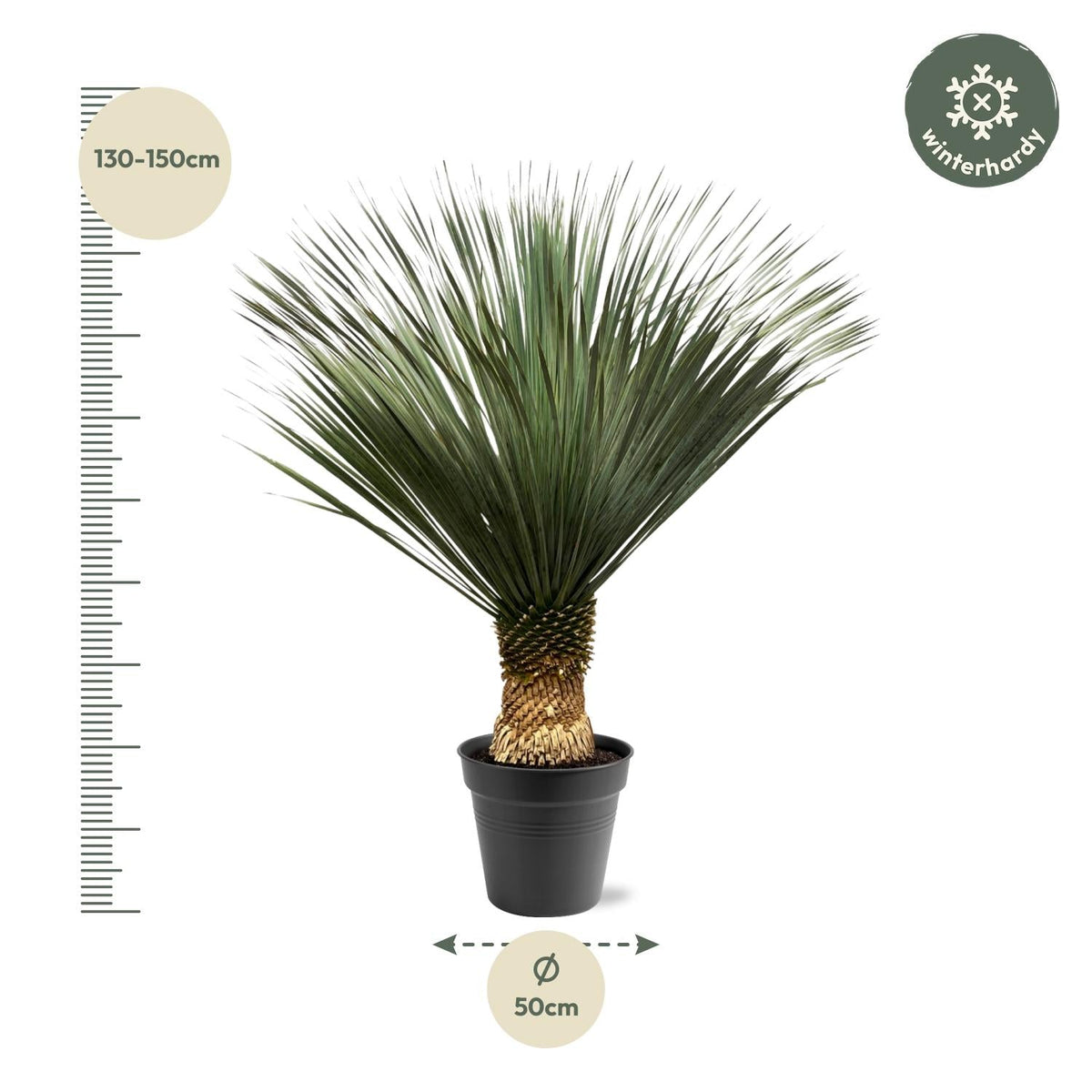 Yucca Rostrata - 130-150 cm - Forestbloom