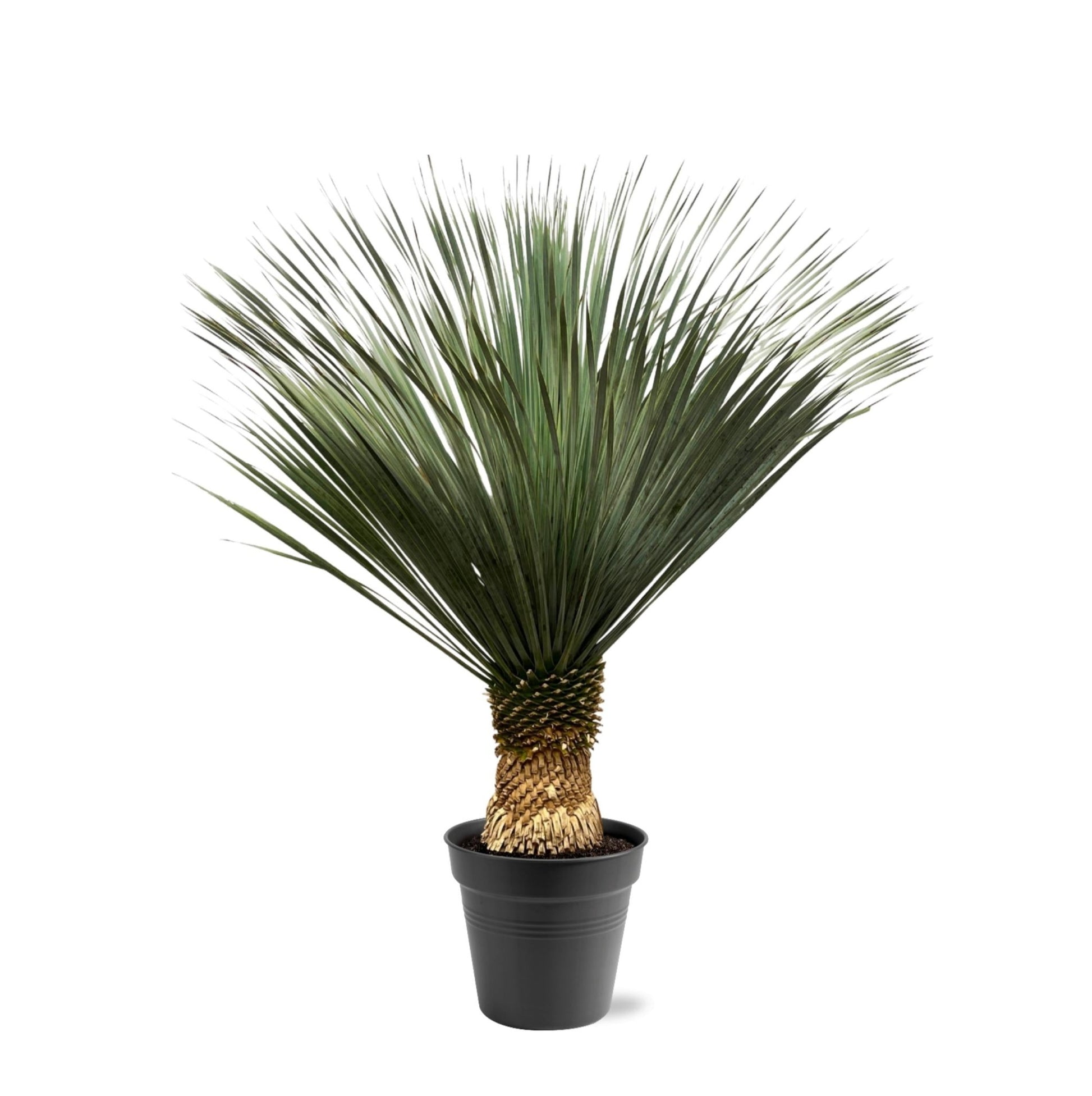 Yucca Rostrata - 130-150 cm - Forestbloom