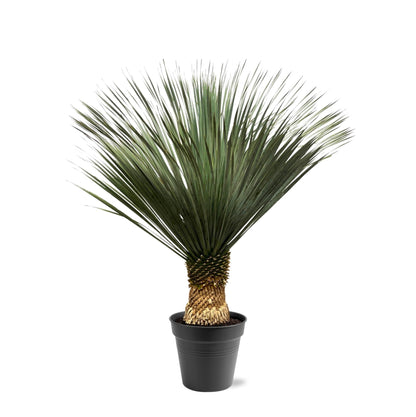 Yucca Rostrata - 130-150 cm - Forestbloom