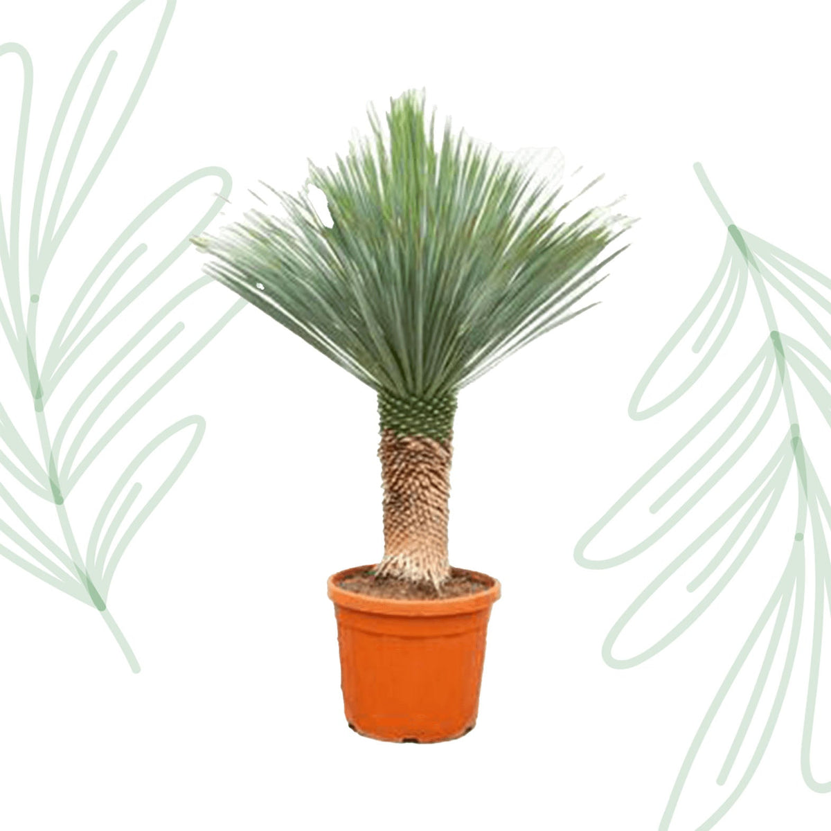 Yucca Rostrata - 140-160 cm - Forestbloom