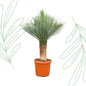 Yucca Rostrata - 140-160 cm - Forestbloom