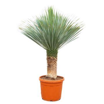 Yucca Rostrata - 140-160 cm - Forestbloom