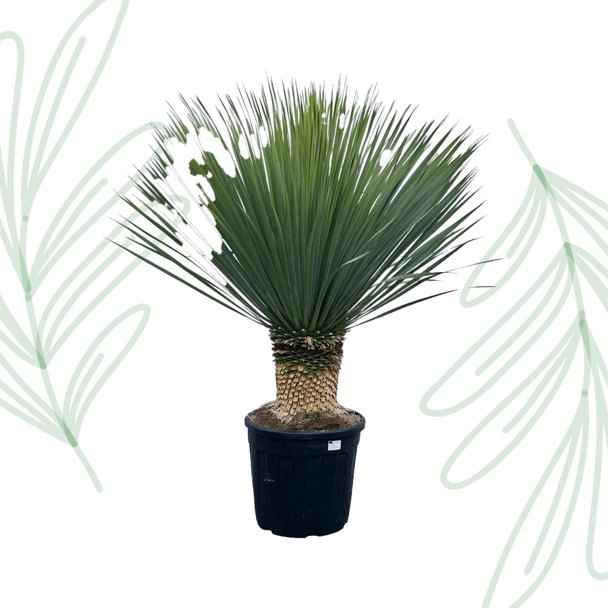 Yucca Rostrata - 140 cm - Forestbloom