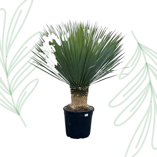 Yucca Rostrata - 140 cm - Forestbloom