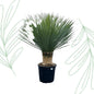Yucca Rostrata - 140 cm - Forestbloom