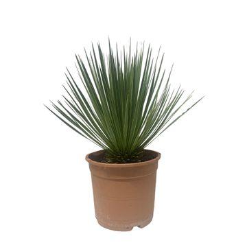 Yucca Rostrata - 60 cm - Forestbloom