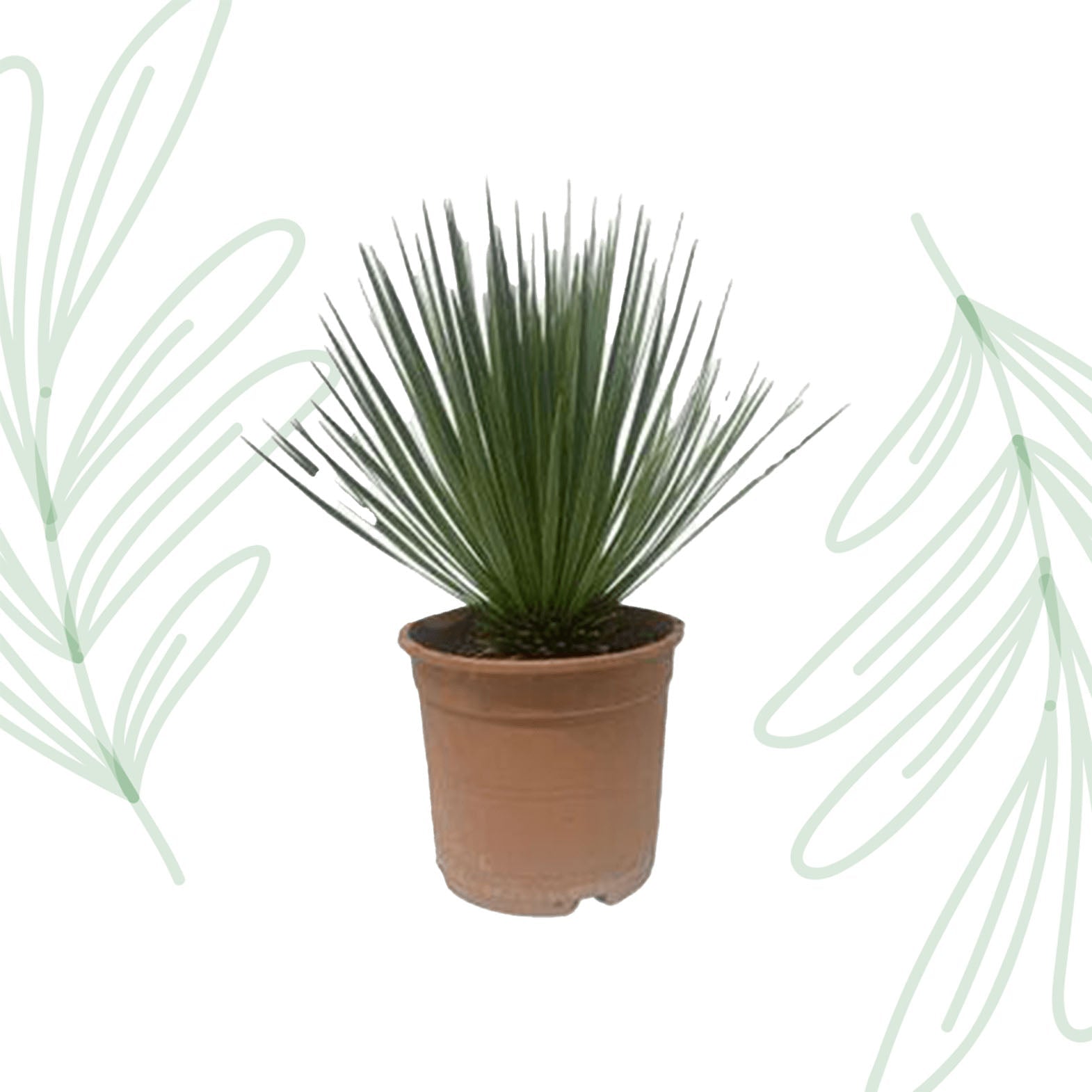 Yucca Rostrata - 60 cm - Forestbloom