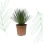 Yucca Rostrata - 60 cm - Forestbloom
